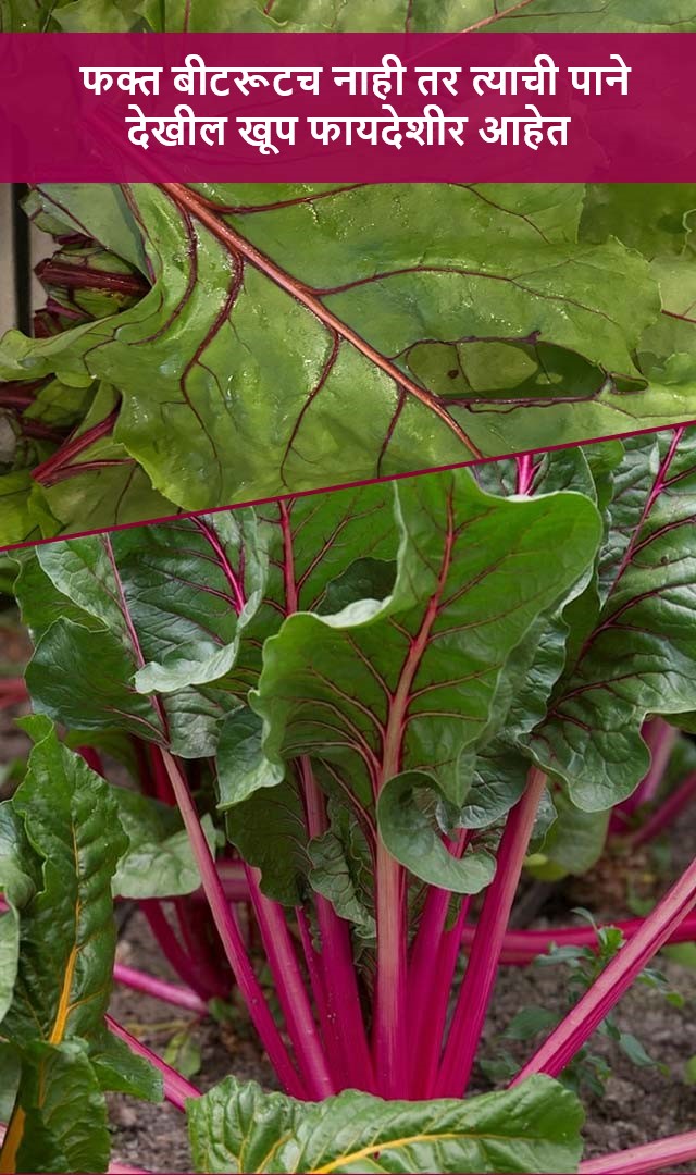 फक्त बीटरूटच नाही तर त्याची पाने देखील खूप फायदेशीर आहेत