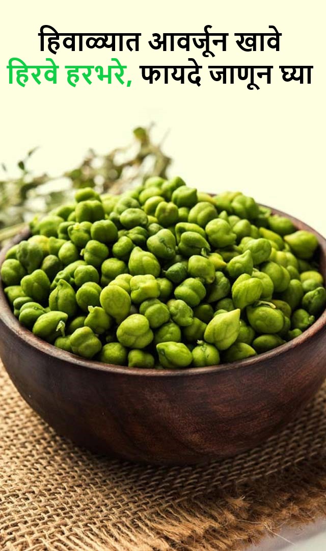 हिवाळ्यात हिरवे हरभरे आवर्जून खावे, जाणून घ्या त्याचे 5 आश्चर्यकारक फायदे.