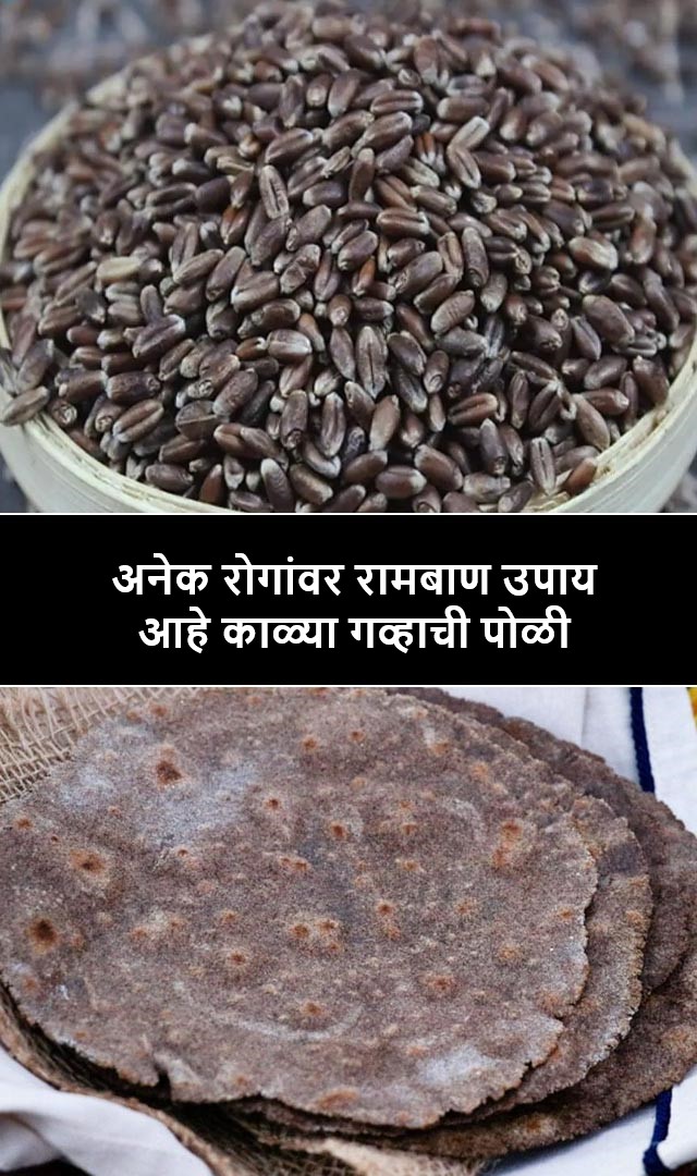 काळ्या गव्हाची पोळी अनेक रोगांवर रामबाण उपाय आहे