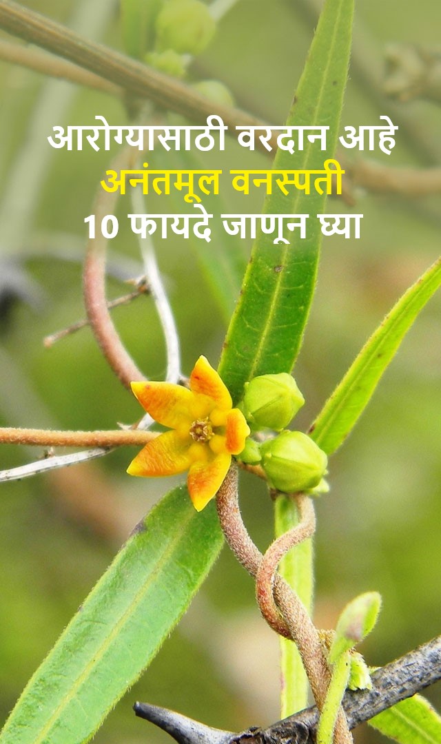 आरोग्यासाठी वरदान आहे अनंतमूल वनस्पती 10 फायदे जाणून घ्या