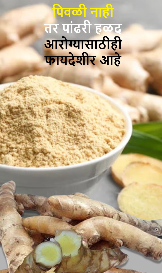 पिवळी नाही तर पांढरी हळद आरोग्यासाठीही फायदेशीर आहे