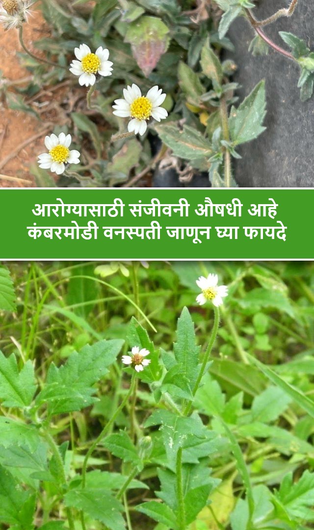 कंबरमोडी वनस्पती आरोग्यासाठी संजीवनी औषधी आहे, जाणून घ्या त्याचे 8 फायदे