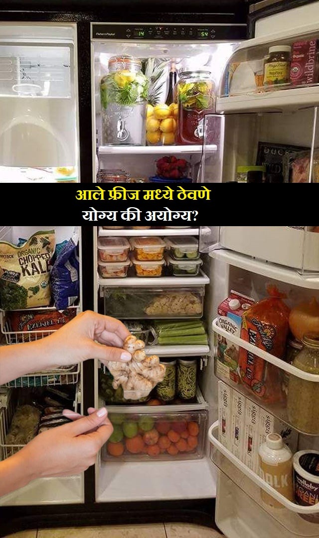 आले फ्रीज मध्ये ठेवणे योग्य की अयोग्य?