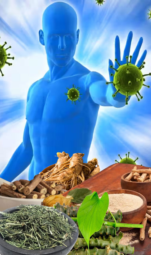 रोगप्रतिकारशक्ती वाढवणारी औषधी वनस्पती