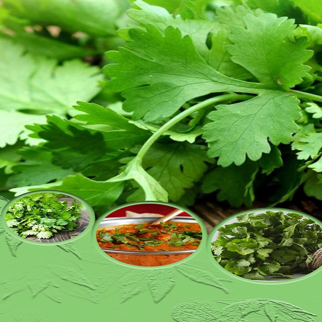 रेफ्रिजरेटर शिवाय कोथिंबीर कशी ताजी ठेवायची 