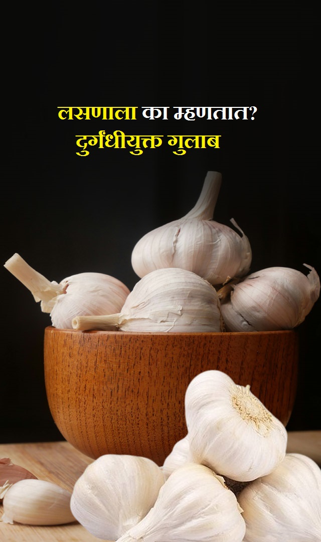 लसणाला दुर्गंधीयुक्त गुलाब का म्हणतात?
