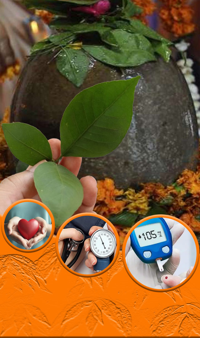 भोलेनाथांचे आवडते बेलपत्राचे आरोग्यासाठी चमत्कार आहे! फायदे जाणून घ्या