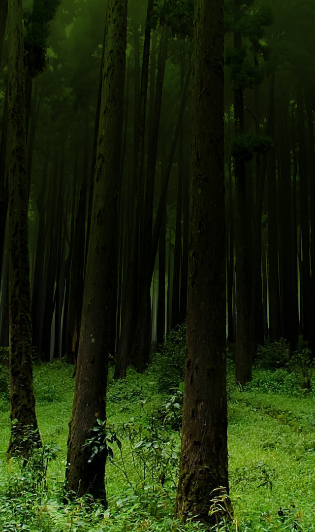 तुम्ही कधी जंगली जिलेबी खाल्ली आहे का? याचे फायदे जाणून तुम्हाला आश्चर्य वाटेल