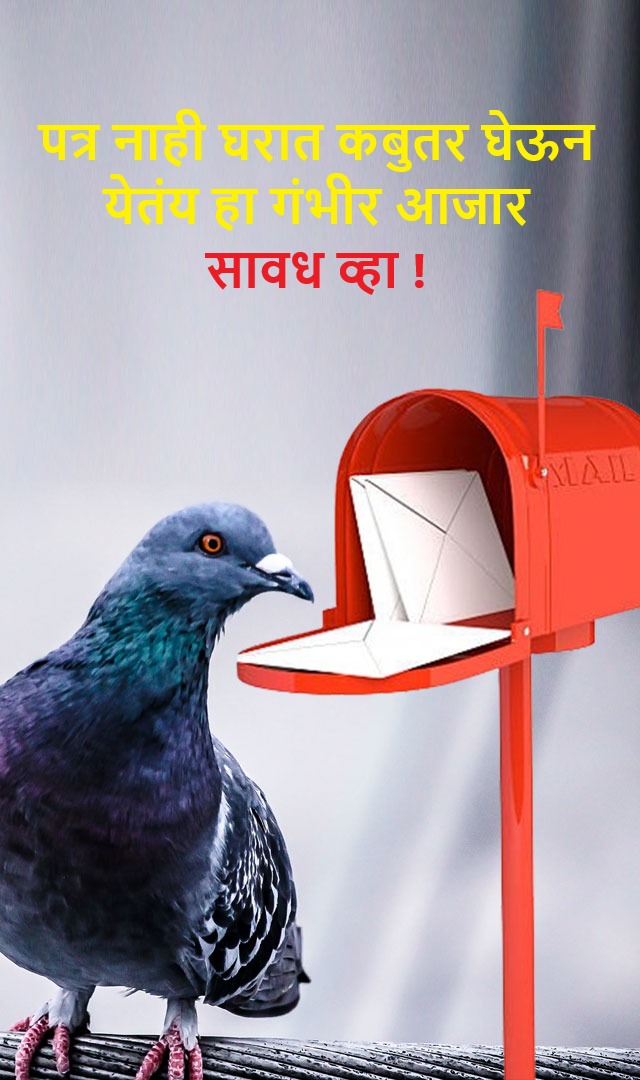 पत्र नाही, कबुतर घेऊन येतंय हा गंभीर आजार घरात,सावधान!