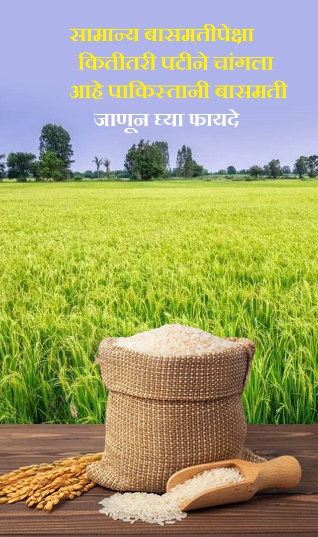 पाकिस्तानी बासमती सामान्य बासमतीपेक्षा कितीतरी पटीने चांगला आहे जाणून घ्या फायदे