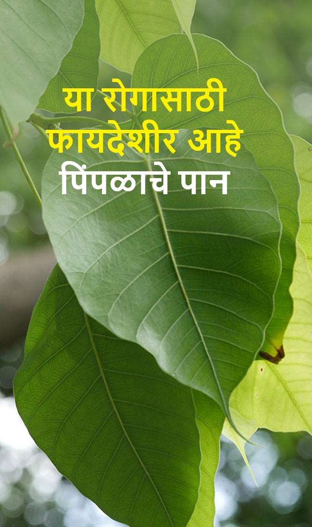  या रोगासाठी पिंपळाचे पान फायदेशीर आहे