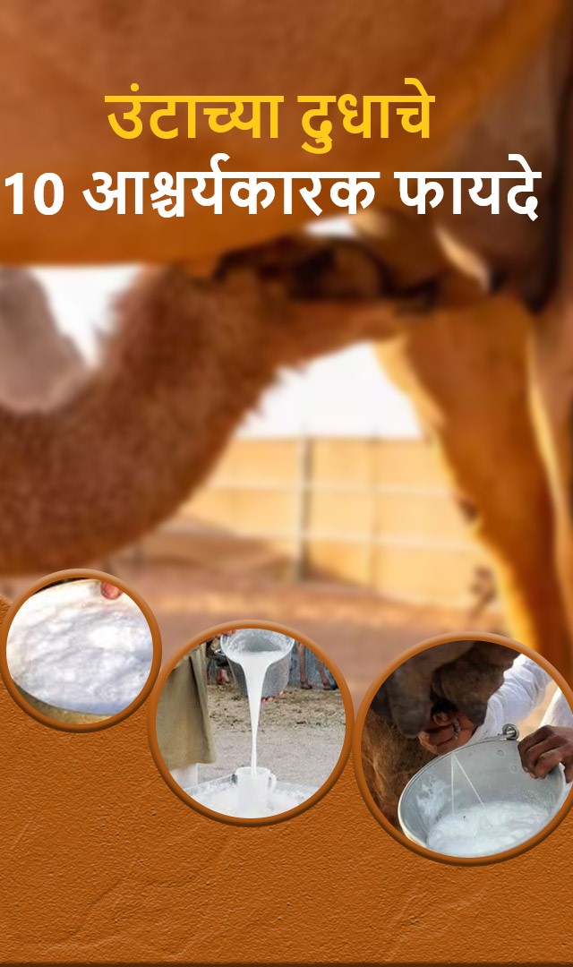उंटाच्या दुधाचे 10 आश्चर्यकारक फायदे