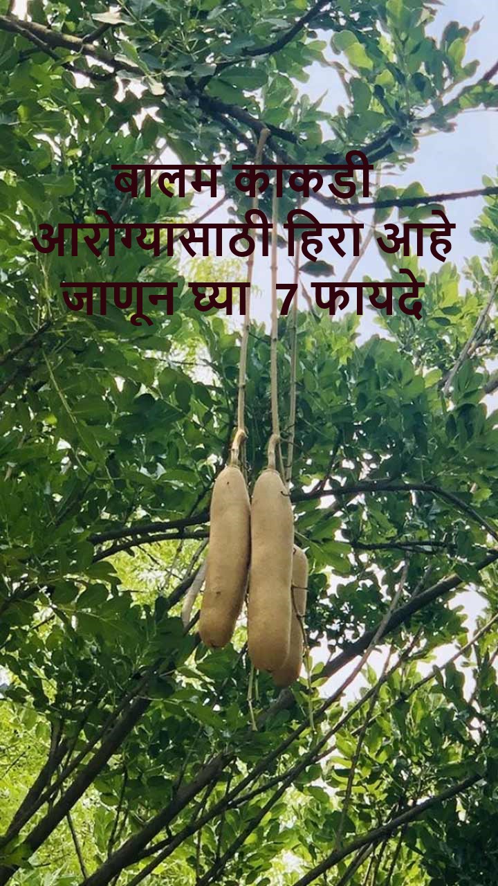 बालम काकडी आरोग्यासाठी हिरा आहे, जाणून घ्या त्याचे 7 फायदे