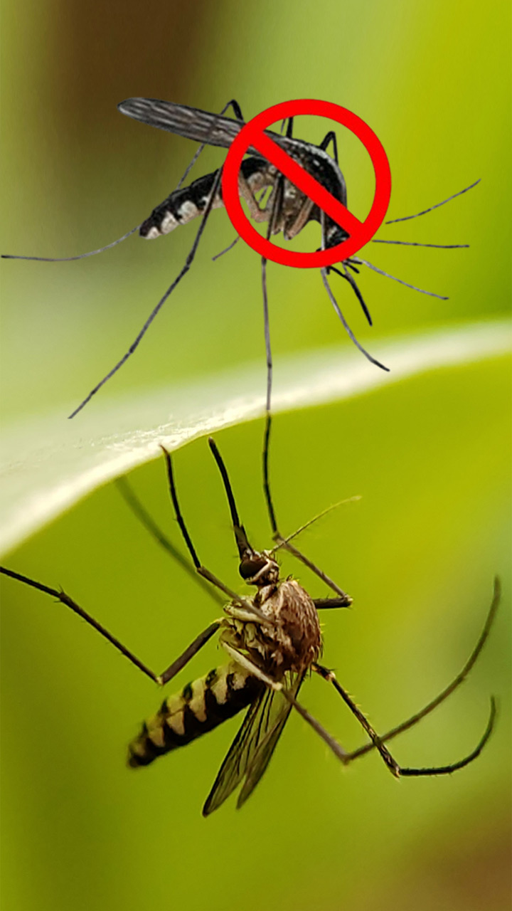 घरातील डास दूर करण्यासाठी घरगुती उपाय