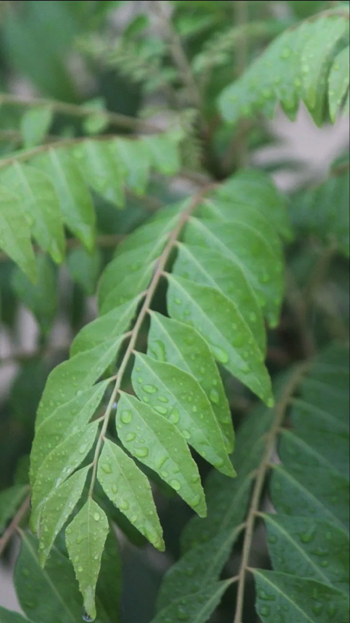 दररोज कढीपत्ता खाल्ल्याने हे आजार बरे होतील