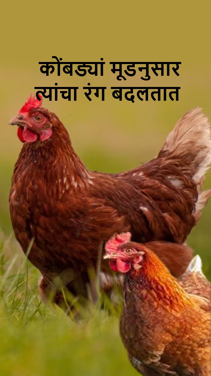 कोंबड्यां मूडनुसार त्यांचा रंग बदलतात