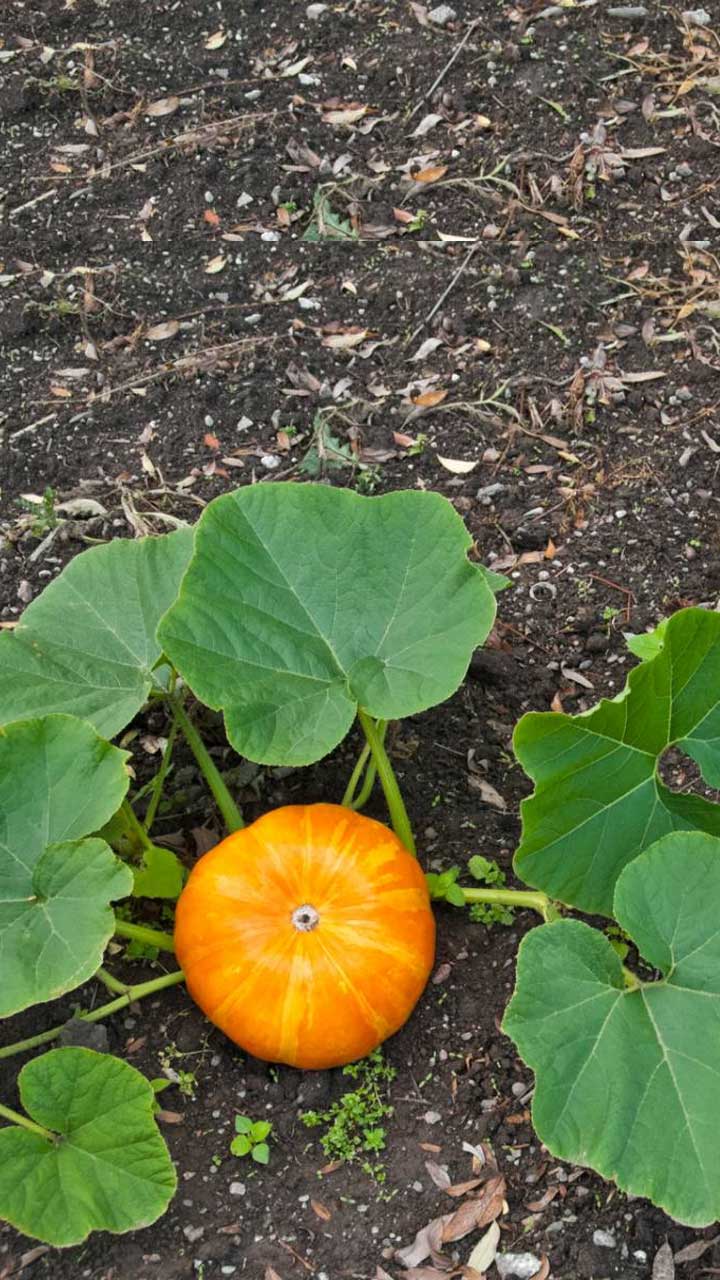 भोपळ्याची पाने औषधी वनस्पतींपेक्षा कमी नाहीत, जाणून घ्या 10 फायदे