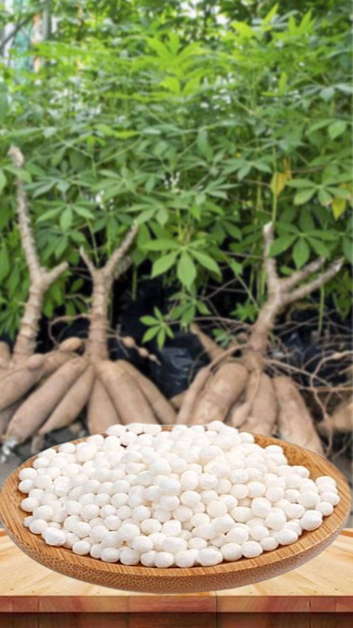 साबुदाणा या झाडापासून बनवला जातो