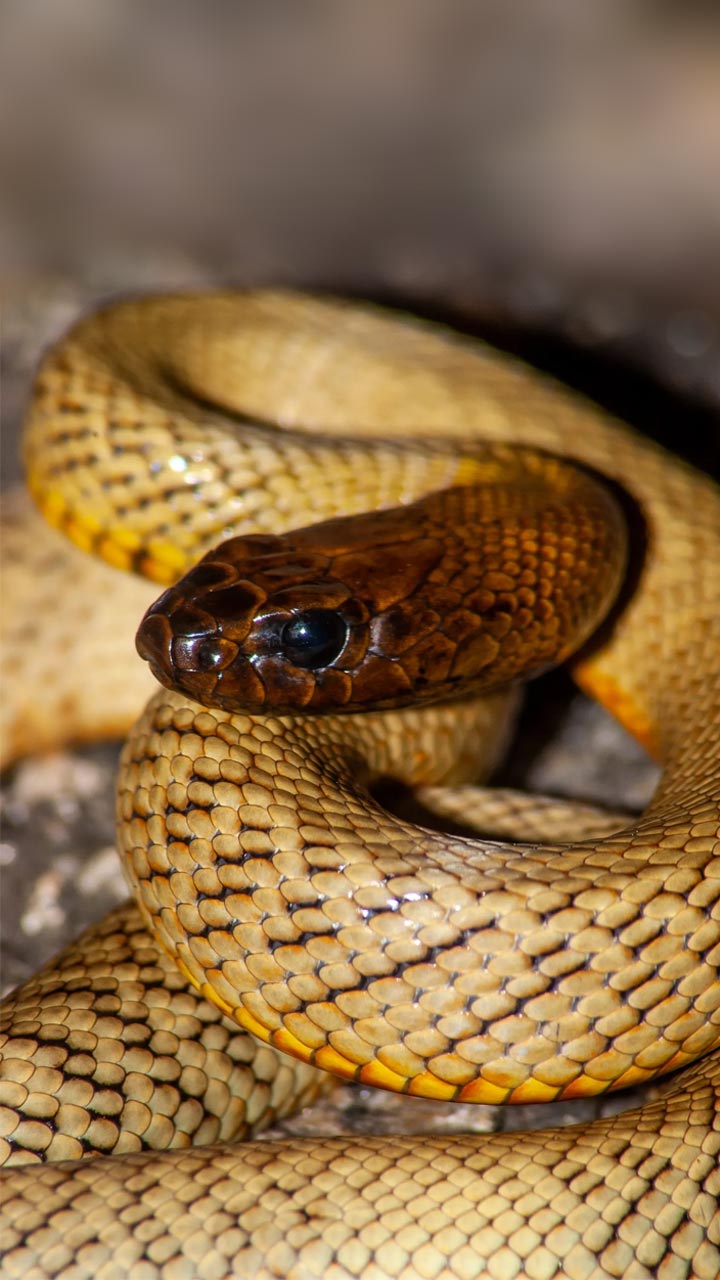 जगातील एकमेव साप जो रंग बदलतो