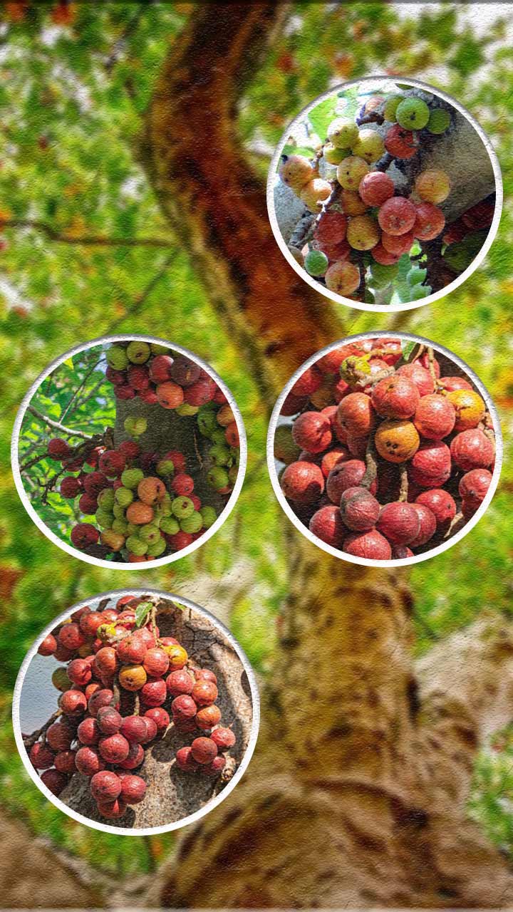 एक फळ ज्याचे फूल त्यातच लपलेले असते