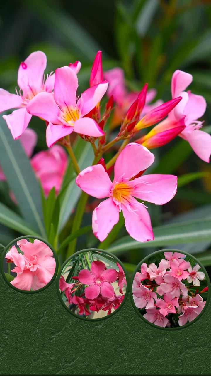 या विषारी फुलावर केरळ मध्ये बंदी आहे 