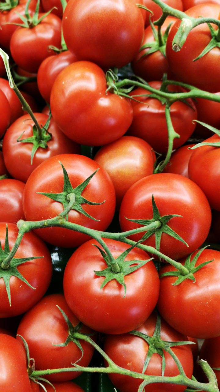 जगातील सर्वात महाग टोमॅटो, 1 किलो बियाणेची किंमत  3 कोटी रुपये आहे  