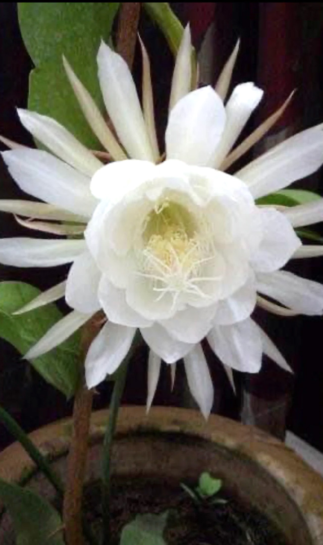 घरात ब्रह्मकमळ लावल्याने काय होईल? Brahma Kamal