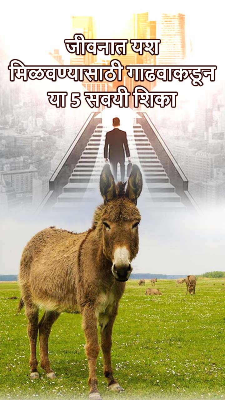 जीवनात यश मिळवण्यासाठी गाढवाकडून या 5 सवयी शिका
