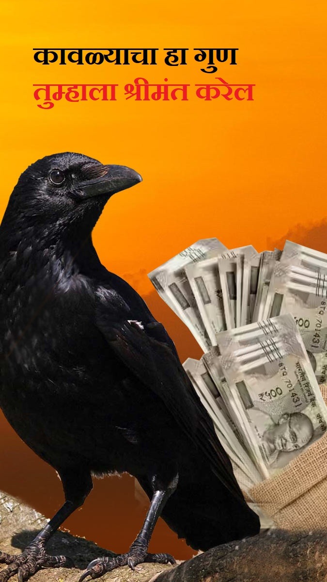 कावळ्याचा हा गुण तुम्हाला श्रीमंत करेल!