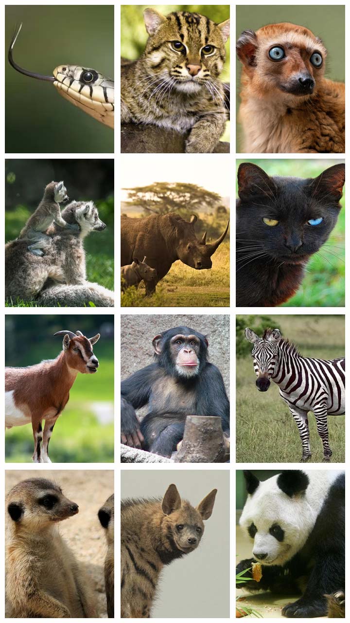 काळी जीभ असलेला हा एकमेव प्राणी कोण आहे?