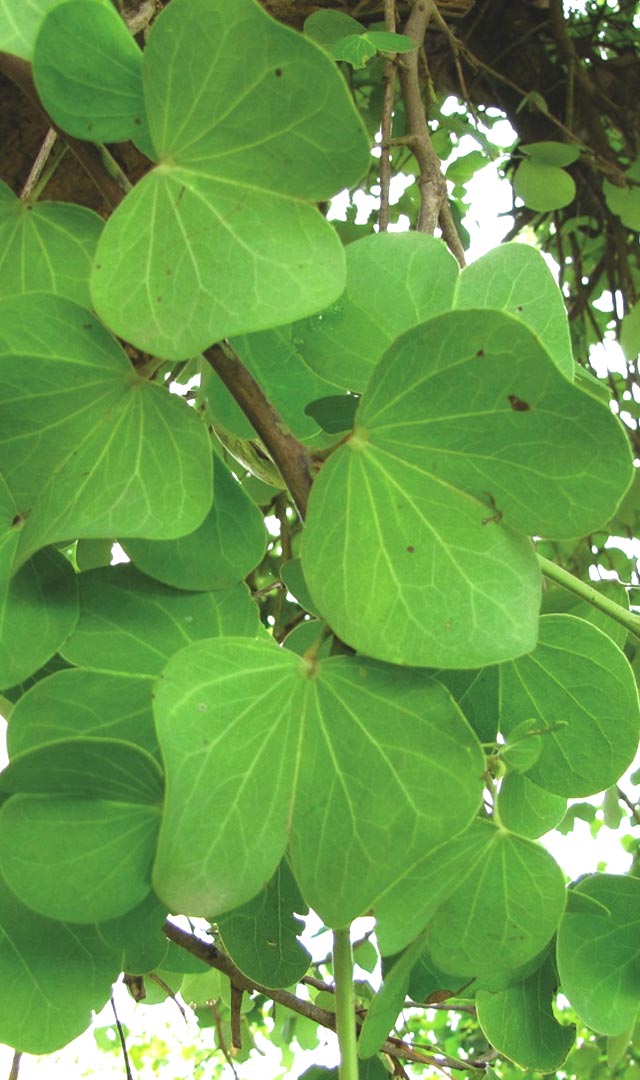 दसर्‍याला सोने म्हणून आपट्याची पाने का वाटतात?