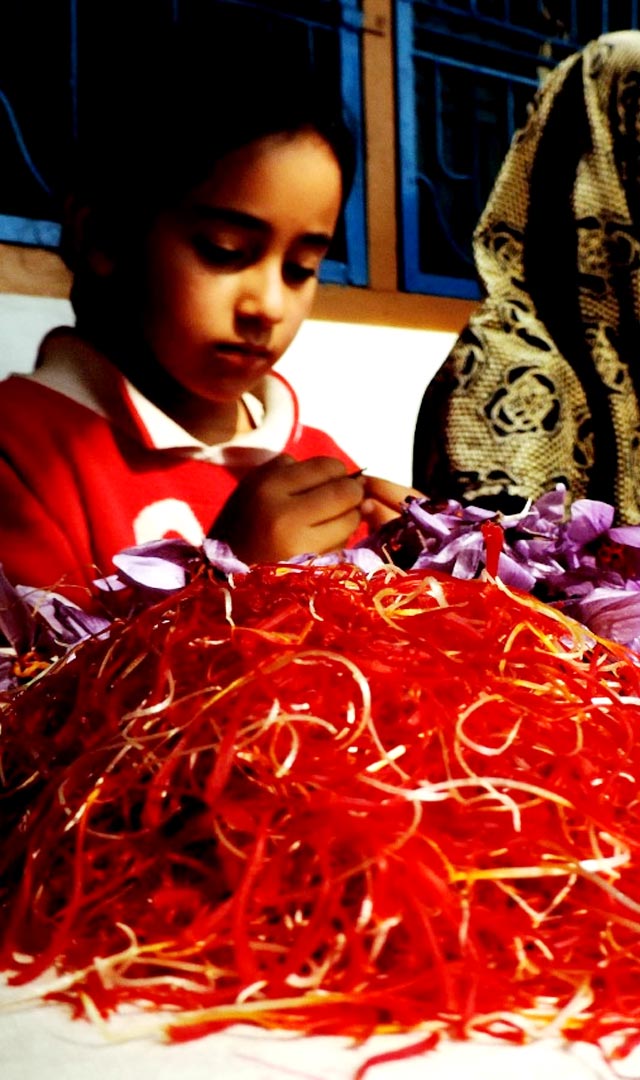 Kashmiri Saffron केशर कशी तयार केली जाते आणि त्याची किंमत किती आहे?