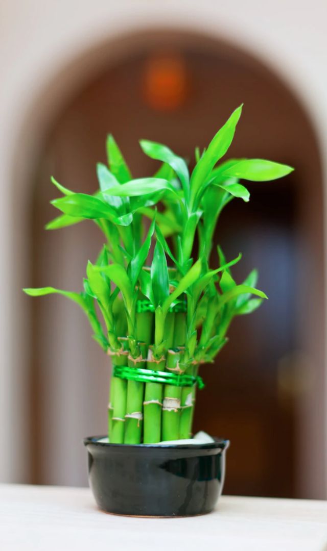 Bamboo Plant लावण्याचे काय फायदे ?