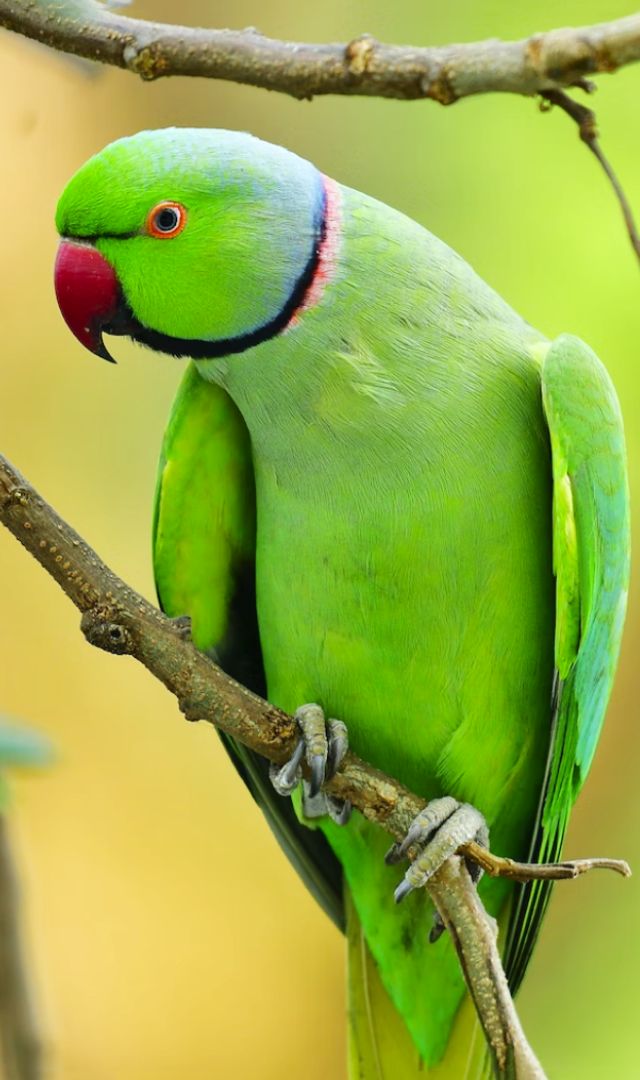 पोपट घरात ठेवल्याने काय होते?