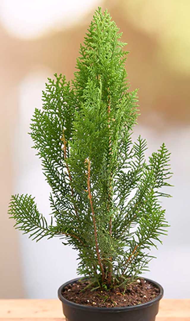 विद्याचे झाड घरात लावले तर काय होईल?