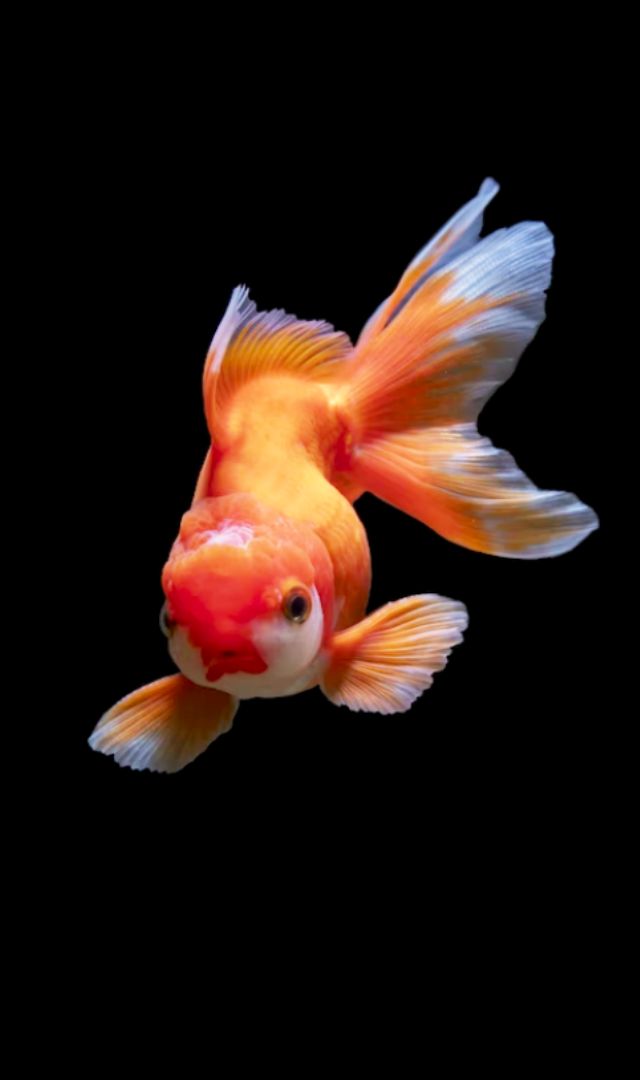 Gold Fish घरात ठेवल्याने काय होईल?