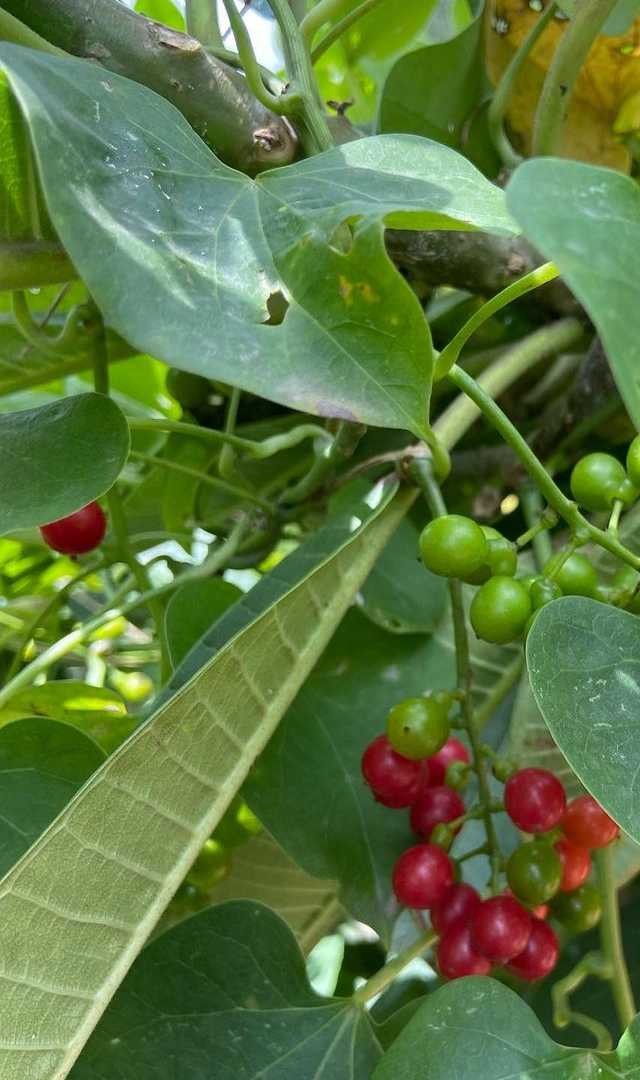 கர்ப்பிணி பெண்கள் சீந்தல் கொடியை தொடவே கூடாது ஏன் தெரியுமா?