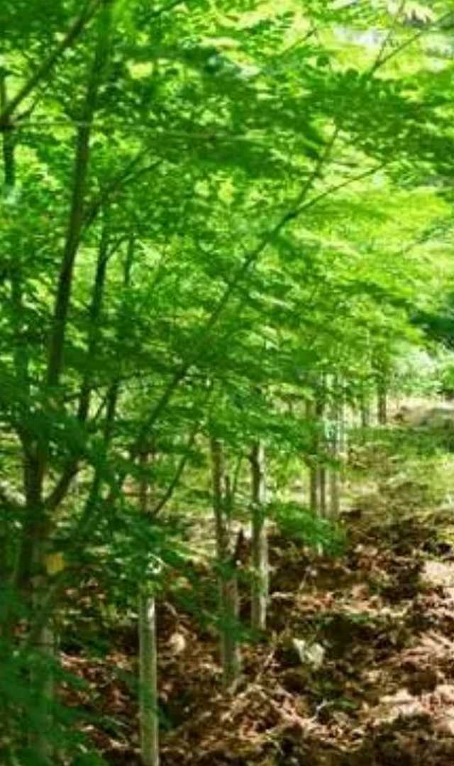 మునగ ఆకులలో ఎన్ని పోషకాలు వున్నాయో తెలుసా?