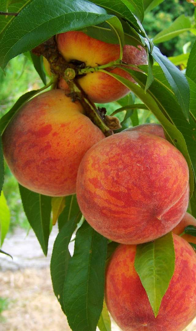 పీచ్ ఫ్రూట్ తింటే ఏమేమి ప్రయోజనాలు కలుగుతాయి?