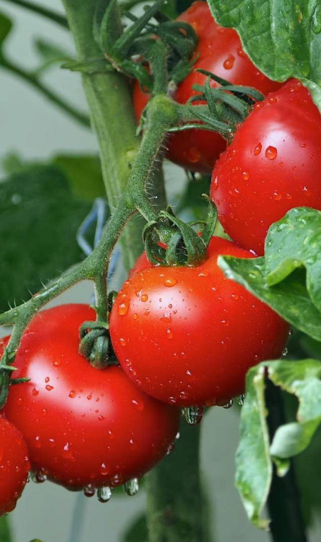 surprising health benefits of tomatoes