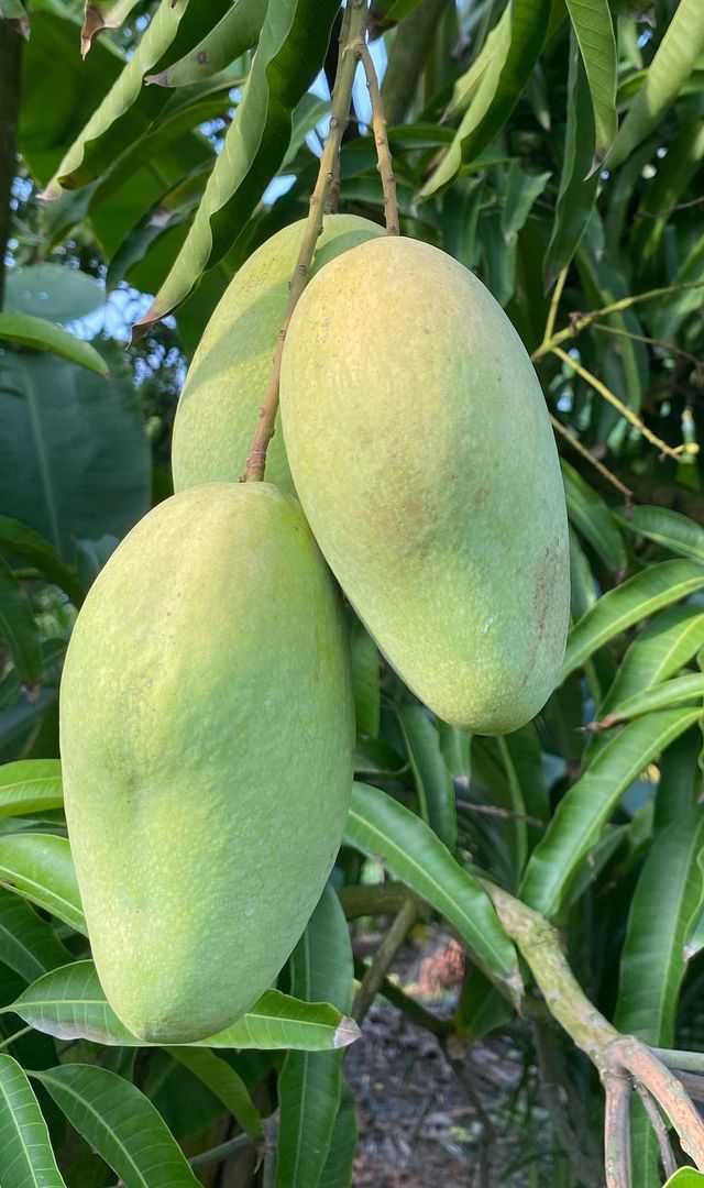 Benefits of raw mangoes