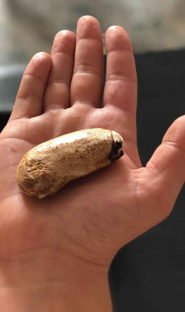 మామిడి గింజలులో దాగున్న ఆరోగ్య రహస్యాలు, ఏంటవి?