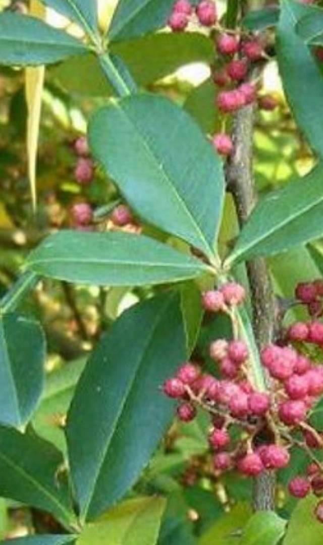 సుగంధ కోకిల నూనె వాడితే కలిగే ప్రయోజనాలు ఇవే