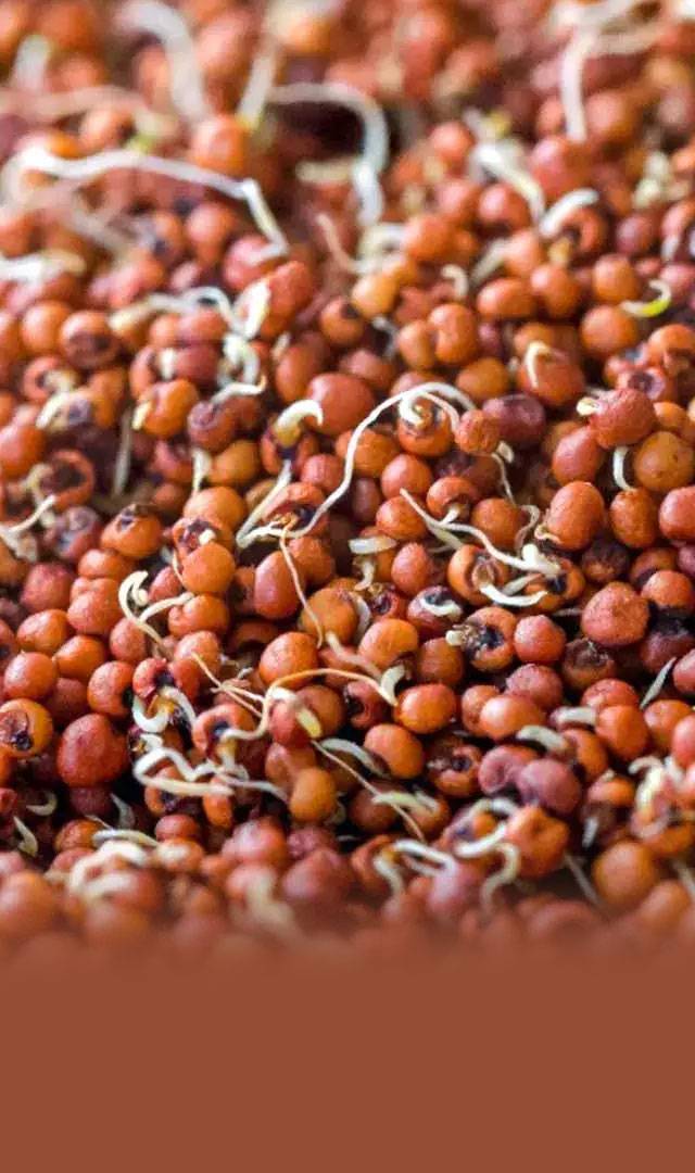 మొలకెత్తిన రాగులను ఆహారంలో చేర్చుకుంటే 8 ప్రయోజనాలు