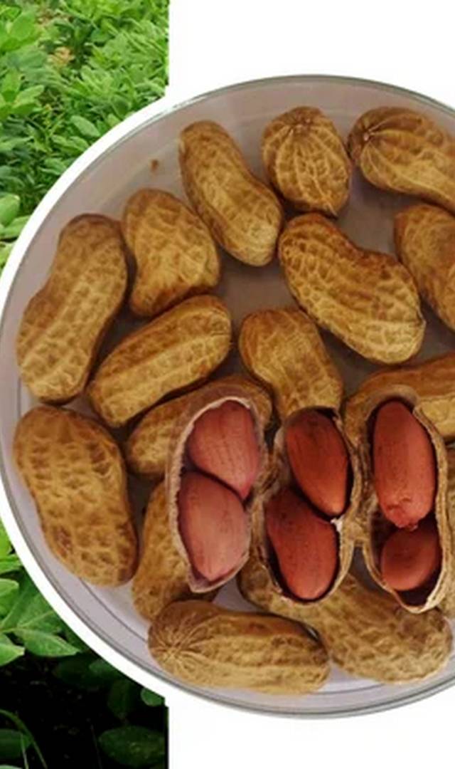 వేరుశనగ పల్లీలు ఎందుకు తినాలి?