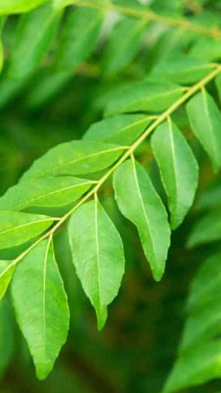 కరివేపాకు టీ ఆరోగ్య ప్రయోజనాలు