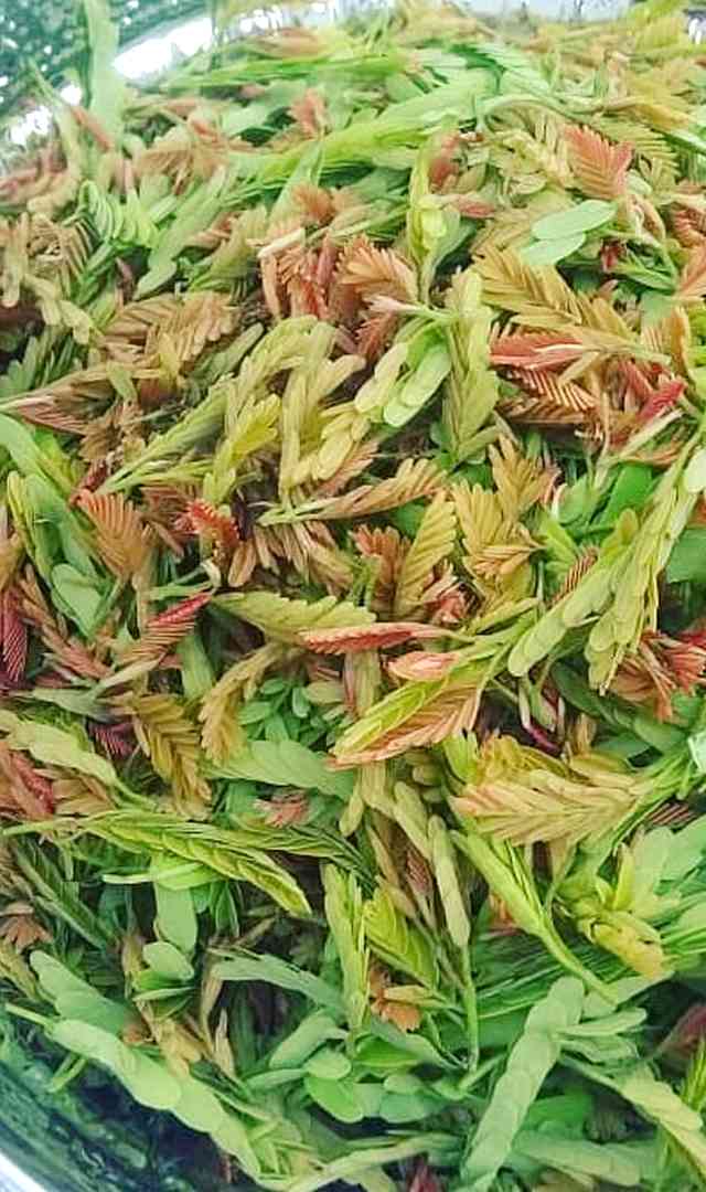 కిడ్నీలకు మేలు చేసే చింతచిగురు, ఇంకా ఎన్ని ప్రయోజనాలో తెలుసా?