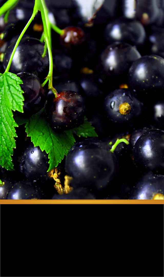 నేరేడు పండ్లు ఎందుకు తినాలో తెలిపే 9 కారణాలు