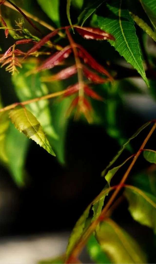 వేపతో 8 ఆరోగ్య ప్రయోజనాలు, ఏంటవి?