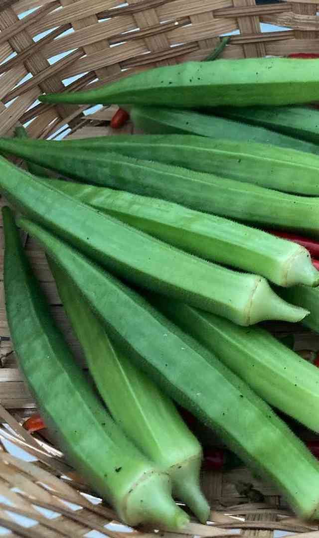 బెండ కాయలు ఎందుకు తినాలో తెలుసా?